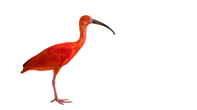 Vibrant scarlet ibis bird with long curved beak and bright red plumage