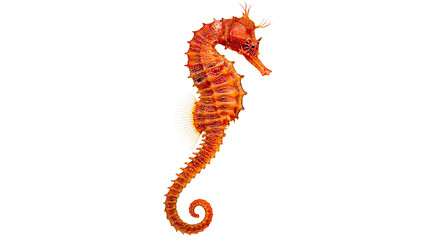 Bright orange textured seahorse with curled tail and spiky dorsal fins © Theodore