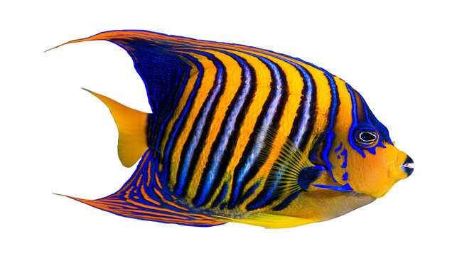Blue and yellow striped angelfish with vibrant patterns