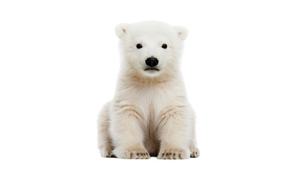 Fluffy young polar bear cub sitting and looking forward © Theodore