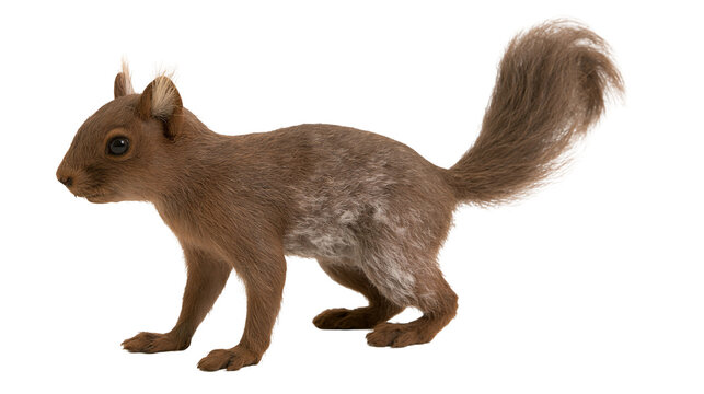 Brown Eurasian red squirrel standing in profile with fluffy tail
