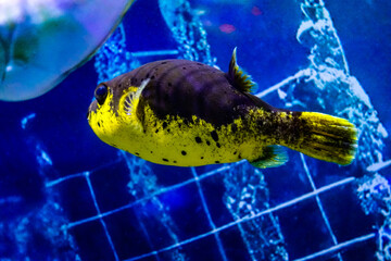 KUALA LUMPUR AQUARIA KLCC © Angelo Calvino
