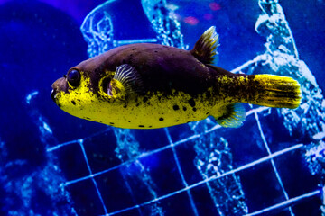 KUALA LUMPUR AQUARIA KLCC © Angelo Calvino