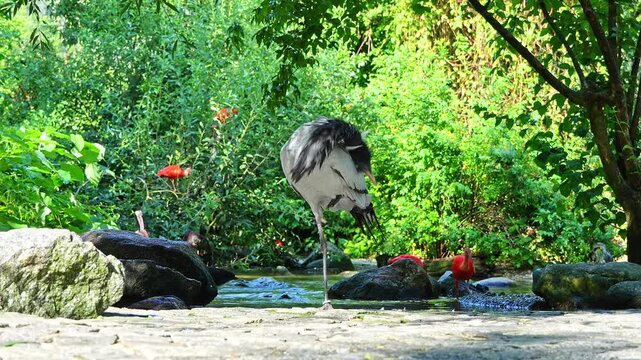 Demoiselle Crane, Anthropoides virgo are living in the bright green meadow during the day time. It is a species of crane found in central Eurosiberia