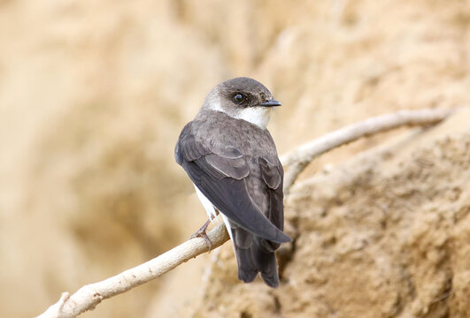 Sand Martin (Riparia riparia) perched on a thin dry branch with its back to the camera, looking over its shoulder against a