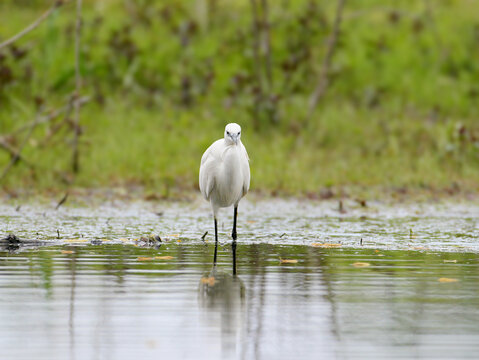 Little Egret (Egretta garzetta) wading forward in clear shallow water facing the camera.