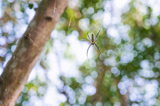 Nephila pilipes golden orb spider resting on its web