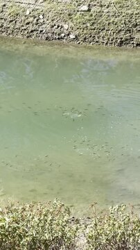 Synchronized tiny fish swimming in pond, small freshwater fish dancing together, peaceful underwater nature, vertical video clip, aquatic wildlife footage