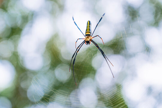 Tropical Nephila pilipes spider sitting on intricate web