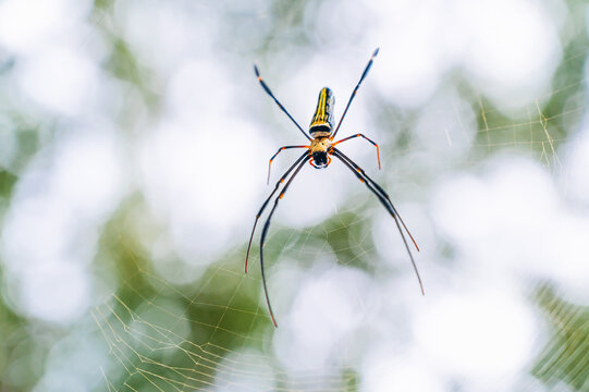 Golden orb weaver Nephila pilipes spider in tropical habitat