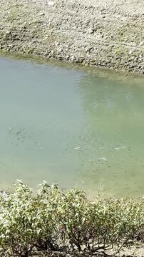 Small fish school moving in sync, tiny freshwater fish dancing underwater, serene pond ecosystem, vertical stock video, beautiful aquatic life
