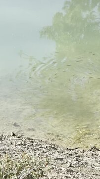 Tiny freshwater fish swimming together, synchronized school of small fish dancing, tranquil pond wildlife, vertical video asset, underwater aquatic footage