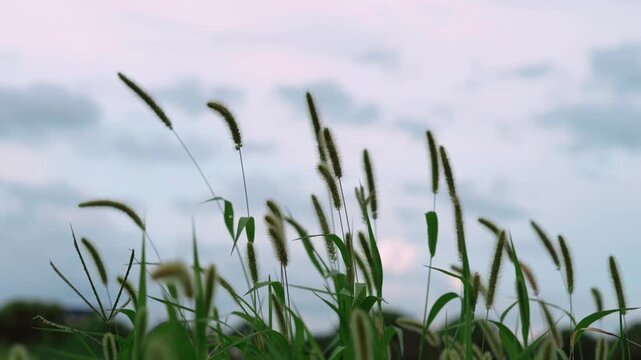 Green Foxtail Grass Spikelets Swaying in a Lush Field Under a Cloudy Sky
