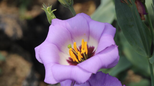 Purple Lisianthus Flower Close Up with Vibrant Petals and Yellow Floral Center