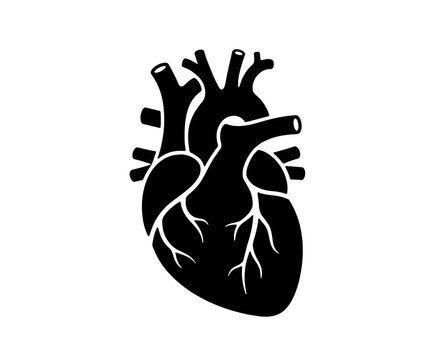 Human heart vector illustration isolated on transparent background