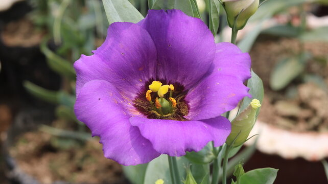 Purple Lisianthus Flower Close Up with Vibrant Petals and Yellow Floral Center