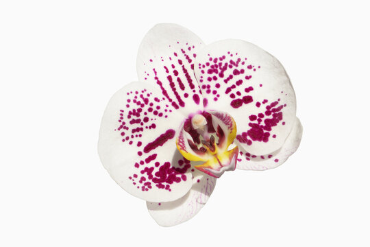 White and purple moth orchid flower isolated on a plain background for botanical display purposes