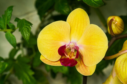 Bright yellow orchid flower blooming in a garden during the sunny daylight hours of the morning