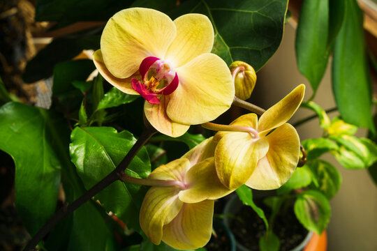 Yellow Phalaenopsis orchid blooms growing indoors with vibrant green foliage during the daytime