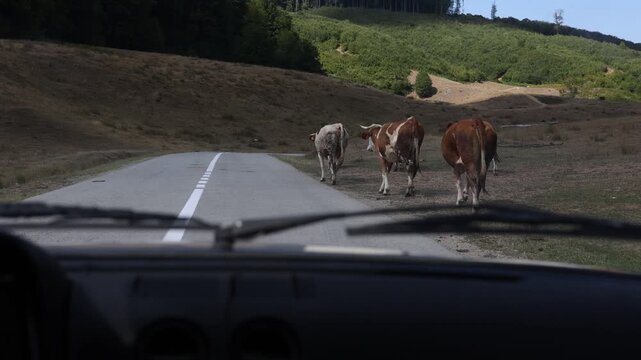 Cattle walking along a rural mountain road in Bihor County, Romania, viewed through a car windshield with green hillsides and open pastureland in the background.