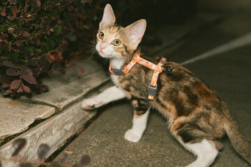 A calico kitten wearing an orange harness and leash stands outdoors on pavement beside a stone ledge, looking upward. © Nori