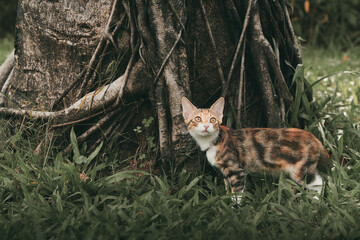 A young calico cat with tabby markings stands in green grass at the base of a large tree with tangled roots, looking upward outdoors. © Nori