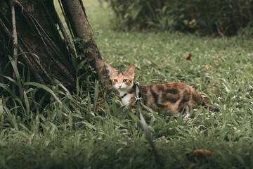 A calico cat wearing a harness and leash stands in the grass near a tree trunk and looks at the camera. © Nori