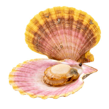 [Transparent Background PNG]Fresh opened scallop with shell on white background