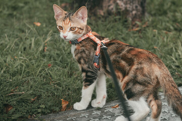A calico cat wearing a harness and leash stands outdoors on grass and looks back at the camera. © Nori