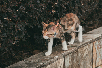 A calico cat wearing a harness and leash walks along an outdoor stone wall beside bushes. © Nori