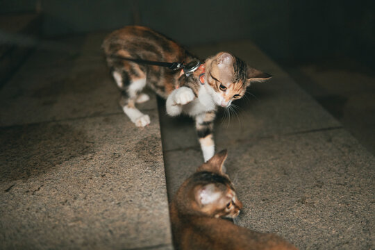 A calico cat wearing a harness and leash raises its paw toward another domestic cat on outdoor stone steps.