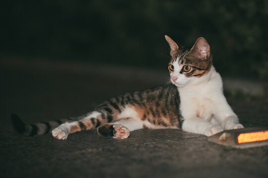 A calico cat with tabby markings lies on paved ground beside an amber road reflector at night, looking aside.