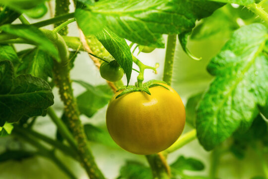 Tomato plant growing in a garden with fresh green leaves during daytime