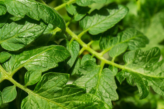 Close view of green tomato plant leaves in garden during sunny day