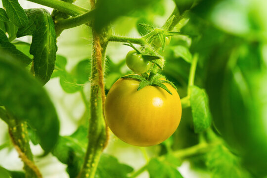 Tomato plant with ripe yellow tomato growing in a garden setting