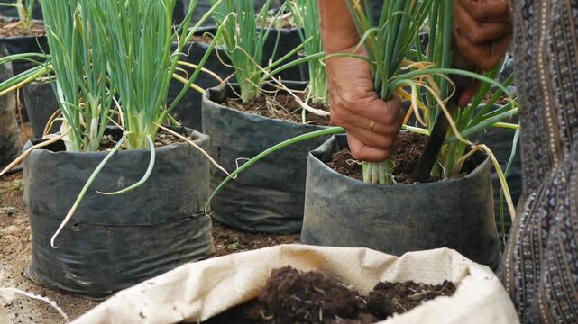 A detailed action shot of local farmer hands extracting fresh green onions from a black plastic polybag container inside a creative home garden setup.