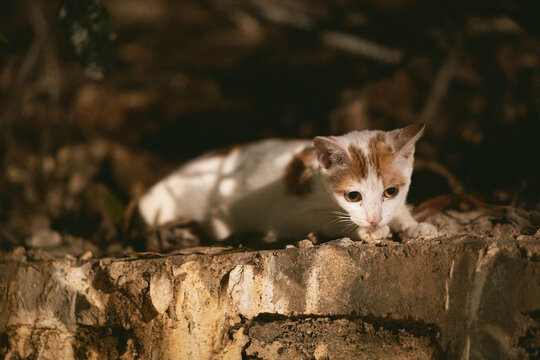 An orange and white kitten crouches on a rough stone ledge, looking downward in dappled light.