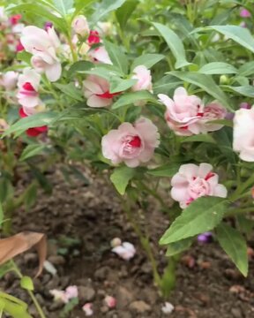 pink roses in a garden