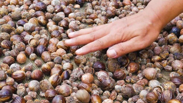 Closeup shot of a local worker hand sorting and stirring organic raw nutmeg fruits during the sun drying process on a traditional farm plantation.