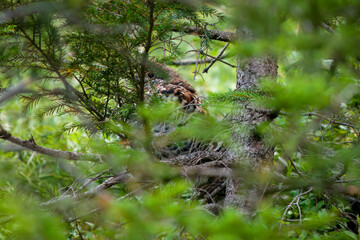a hazelgrouse female, a rare species, is sitting on the floor in the mountain forest at a autumn day   © DoreenB. Photography