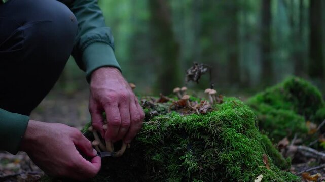 Close up of a man crouching to harvest wild honey mushrooms from a mossy tree stump with a static camera shot.