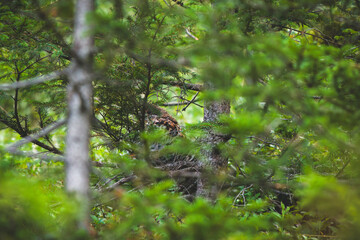 a hazelgrouse female, a rare species, is sitting on the floor in the mountain forest at a autumn day   © DoreenB. Photography