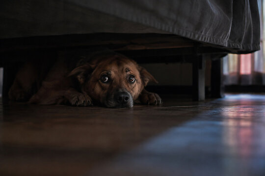 Anxious dog hiding under a bed and looking up at the camera