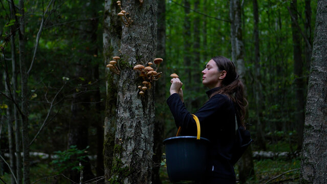 Side view of a woman gathering wild honey mushrooms from a birch tree trunk in a dark green forest.