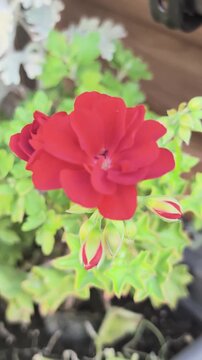 Red zonal geranium flower growing in a garden setting