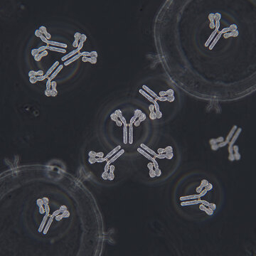 
High-magnification microscopic view of IgD immunoglobulin proteins produced by the immune system to fight infection