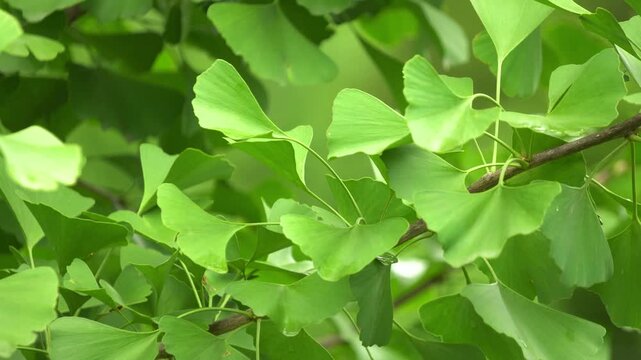 Fresh Green Ginkgo Biloba Leaves on Branches in Spring