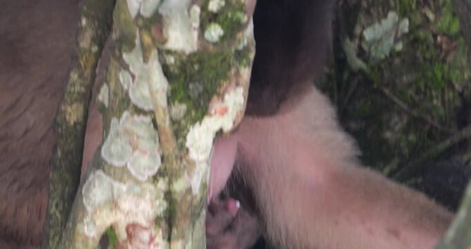 Urban population of White-fronted Capuchin Monkeys (Cebus albifrons) in Misahualli, Napo Province, Ecuador