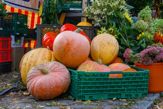 Vibrant Autumn Harvest presented in a natural scene in an outdoor setting, in a clean visual environment, under daylight, with a natural mood, suitable for travel, outdoor, and lifestyle campaigns.