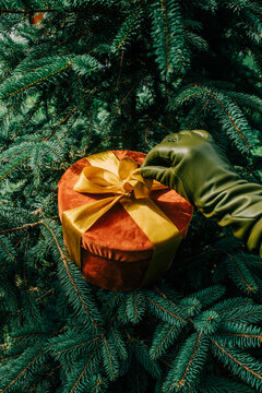Woman's hand in green glove holding Christmas gift box with bow beside fir branch